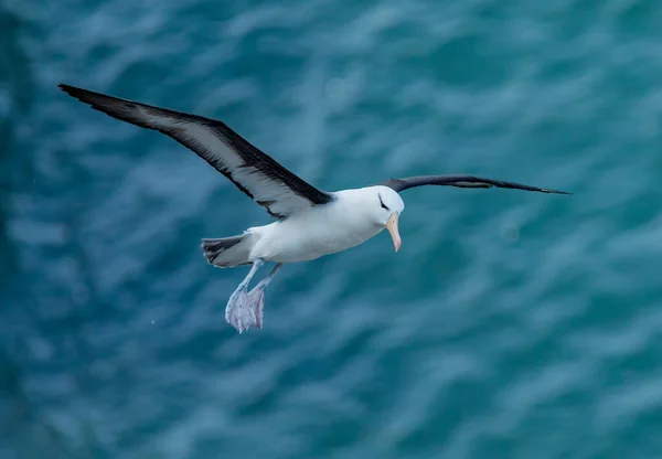 Black Browed Albatross Bempton Cliffs Yorkshire England — Fotografia de Stock
