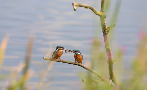Kingfisher Yorkshire, İngiltere 'de beslenen piliç