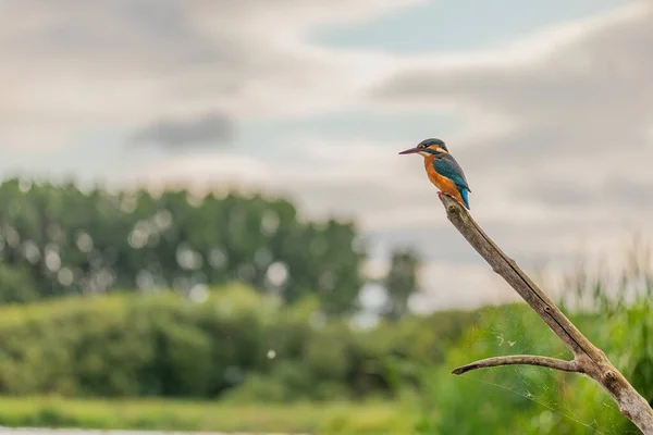 Kingfisher Yorkshire, İngiltere 'de bir levrekte oturuyor.