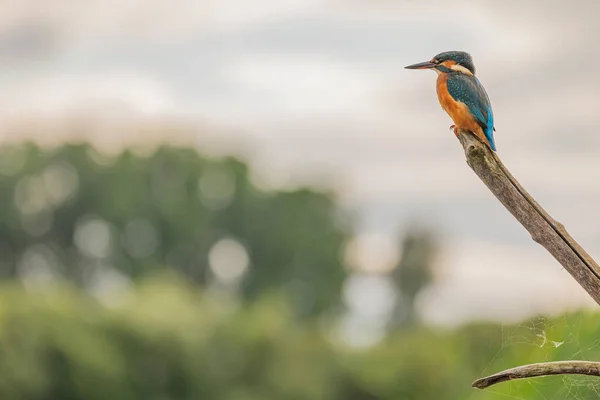Kingfisher Yorkshire, İngiltere 'de bir levrekte oturuyor.