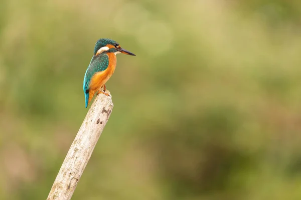 Kingfisher Yorkshire, İngiltere 'de bir levrekte oturuyor.