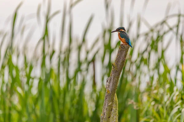 Kingfisher Yorkshire, İngiltere 'de bir levrekte oturuyor.