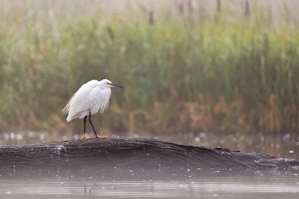 Egret, İngiltere, Yorkshire 'da bir kütüğün üzerinde duruyordu.