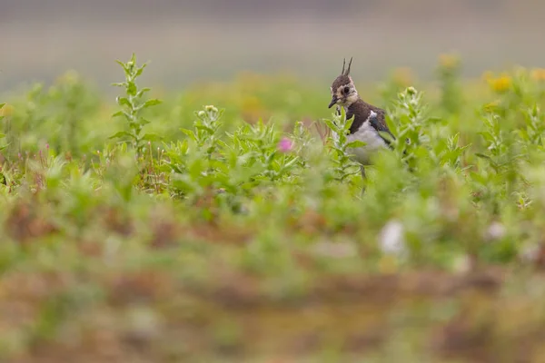Yorkshire, İngiltere 'de çimlerin arasından geçerek