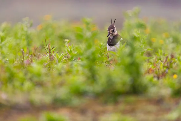 Yorkshire, İngiltere 'de çimlerin arasından geçerek