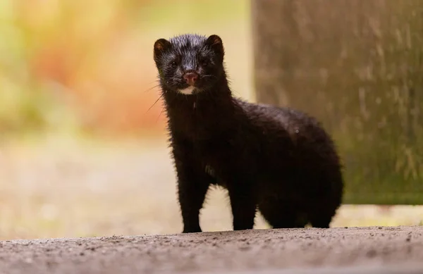 Amerikan vizonu Yorkshire, İngiltere 'ye bakıyor.