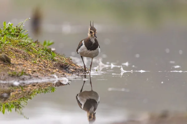 Yorkshire, İngiltere 'de kanat yansıması