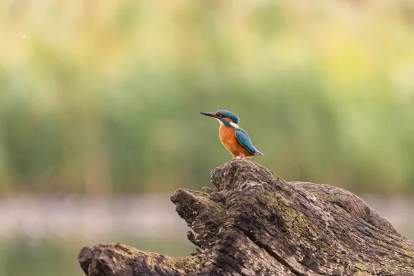 Kingfisher Sitting Log Yorkshire England — стоковое фото