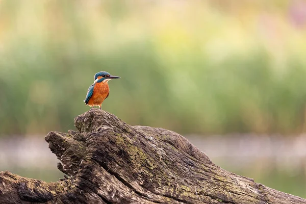 Kingfisher Yorkshire, İngiltere 'de bir kütüğün üzerinde oturuyor.