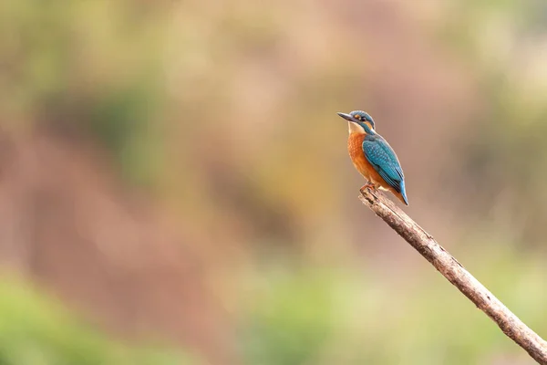 Kingfisher Sitting Perch Yorkshire England — Fotografia de Stock