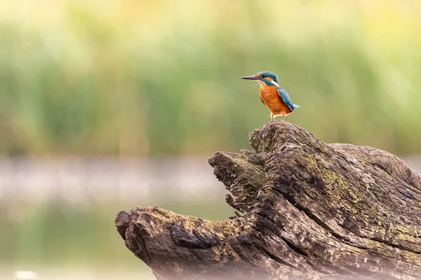 Kingfisher Yorkshire, İngiltere 'de bir kütüğün üzerinde oturuyor.