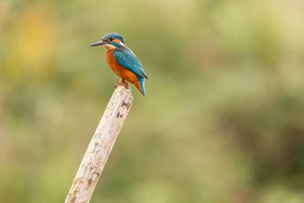 Kingfisher Sitting Perch Yorkshire England — Stockfoto