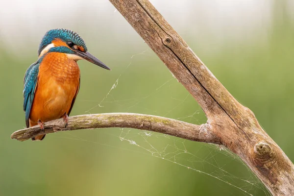 Kingfisher Yorkshire, İngiltere 'de bir levrekte oturuyor.