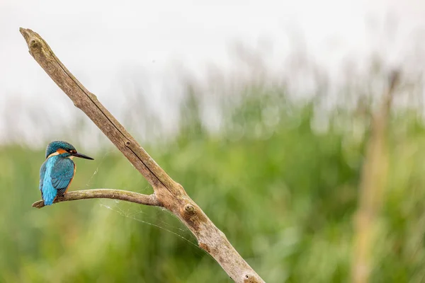 Kingfisher Sitting Perch Yorkshire England — Stockfoto