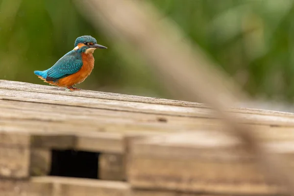 Kingfisher Sitting Perch Yorkshire England — стоковое фото