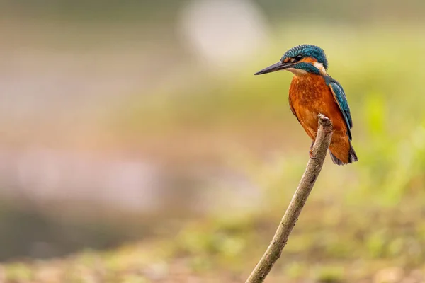 Kingfisher Sitting Perch Yorkshire England — стоковое фото