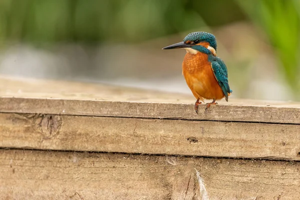 Kingfisher Sitting Perch Yorkshire England — Stockfoto