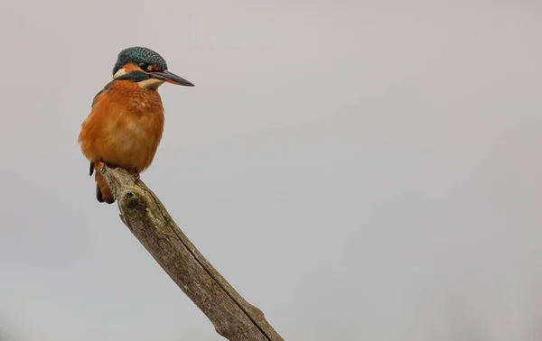 Kingfisher Sitting Perch Yorkshire England — стоковое фото