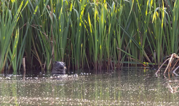 İngiltere, Yorkshire 'da bir nehirde başı dışarıda bir su samuru.