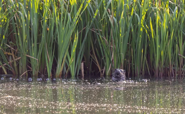İngiltere, Yorkshire 'da bir nehirde başı dışarıda bir su samuru.