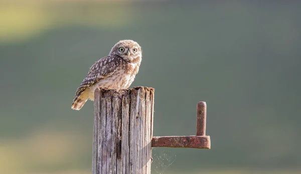 Little Owl Post Yorkshire England Royaltyfria Stockfoton