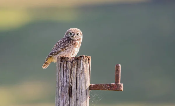 Little Owl Post Yorkshire England Stockbild