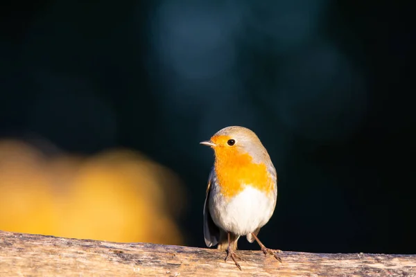 Orange Bird Perched Tree Looking Side — 스톡 사진