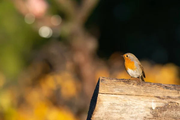 Orange Bird Perched Tree Looking Side — Photo