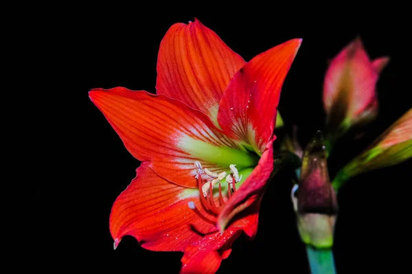 Rode Amaryllis Close — Stockfoto