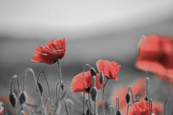 Poppy Flower Field Mountain Background Desaturated — Stockfoto