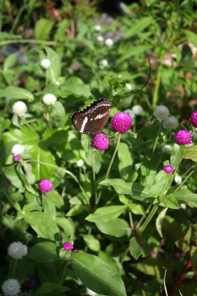 Butterfly Lands Flower — Fotografia de Stock