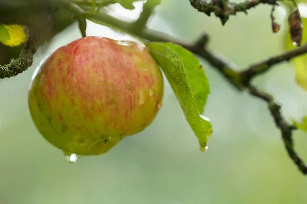 Apple on a branch after a rainy day.