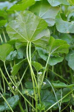 Mallow (Malva pusilla, Malva rotundifolia) yazın vahşi doğada yetişir