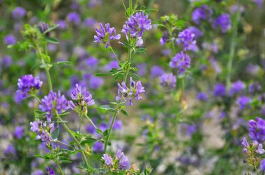 Alan, değerli bir hayvan yemi olan yonca çiçekleri açıyor.