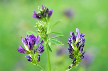 Alan, değerli bir hayvan yemi olan yonca çiçekleri açıyor.