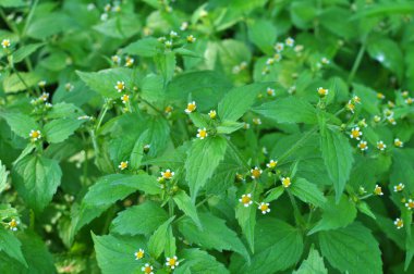 Ot türlerinden biri tarlada çiçek açar - galinsoga parviflora