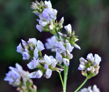Alan, değerli bir hayvan yemi olan yonca çiçekleri açıyor.