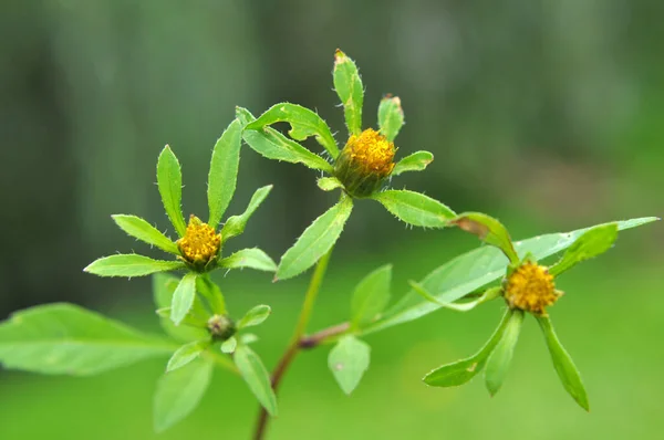 Wild Grows Grass Bidens Frondosa — Stock Photo, Image