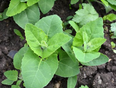 İlkbaharda, bahçede yenilebilir bitkisel orach (Atriplex hortensis) yetişir.