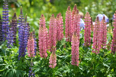 Baharda bahçede luplar açar.