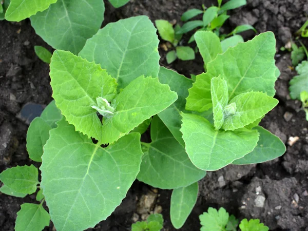Την Άνοιξη Βρώσιμο Orach Φυτό Atriplex Hortensis Μεγαλώνει Στον Κήπο — Φωτογραφία Αρχείου