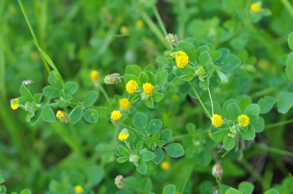 Yabani çayırlarda yonca hop (Medicago lupulina)