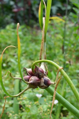 Bahçede çok katmanlı soğan yetişiyor.