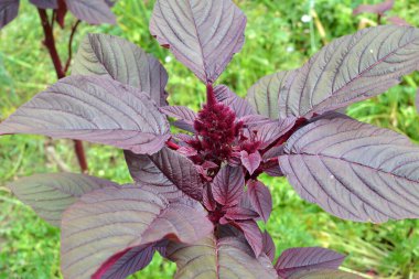 Yazın, bahçede çiçek açar.