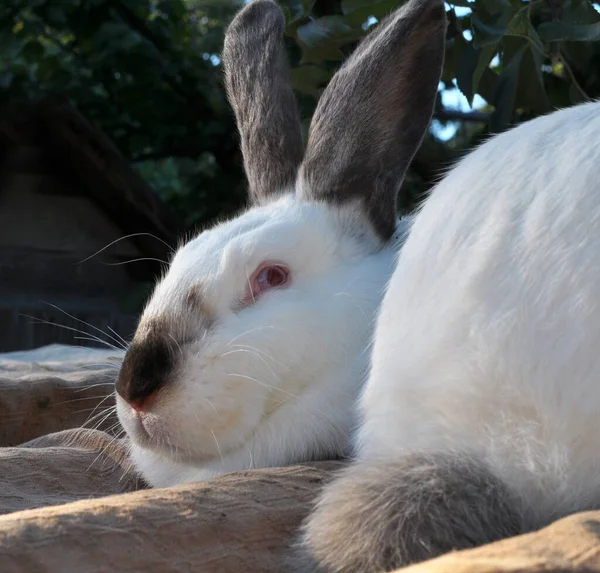 Kaliforniya Cinsinden Yetişkin Bir Tavşan — Stok fotoğraf