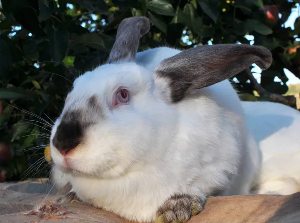一种加利福尼亚种成年兔子 — 图库照片