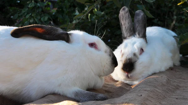 Ein Erwachsenes Kaninchen Der Kalifornischen Rasse — Stockfoto