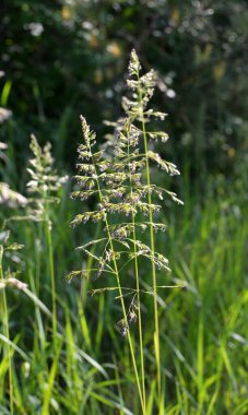 Çayırlarda, yabani otların arasında Poa büyüyor..