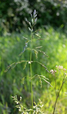 Çayırlarda, yabani otların arasında Poa büyüyor..