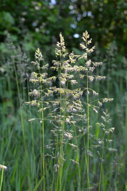 Çayırlarda, yabani otların arasında Poa büyüyor..